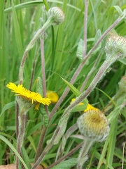 Pulicaria odora