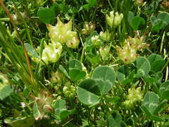 Trifolium fucatum