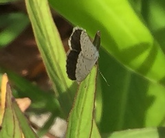 Zizula hylax pygmaea