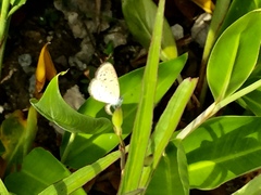 Zizula hylax pygmaea