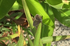 Zizula hylax pygmaea