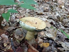 Gyroporus cyanescens