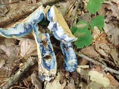 Gyroporus cyanescens