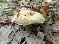 Gyroporus cyanescens