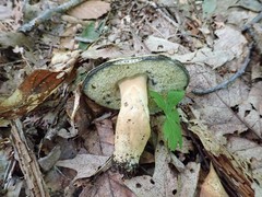 Gyroporus cyanescens