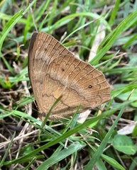 Cissia phronius