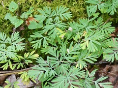 Dicentra canadensis