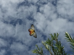 Delias hyparete metarete