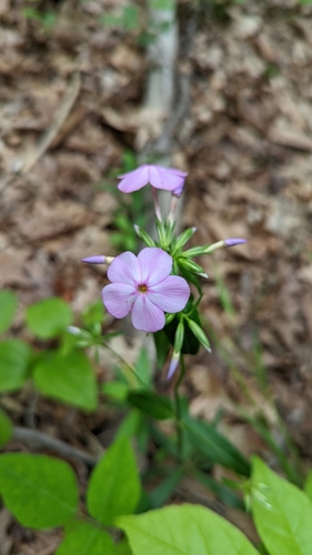 Smooth phlox (Phlox glaberrima)
