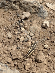 Calliptamus plebeius