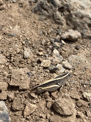 Calliptamus plebeius