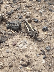 Calliptamus plebeius