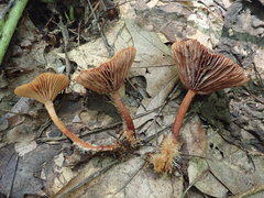 Lactarius subserifluus