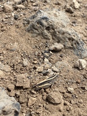 Calliptamus plebeius