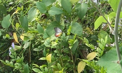 Delias hyparete metarete