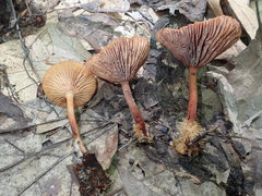 Lactarius subserifluus