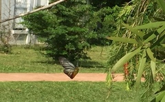 Delias hyparete metarete