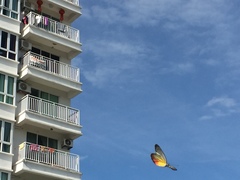 Delias hyparete metarete