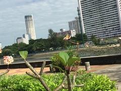 Delias hyparete metarete