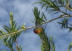 Delias hyparete metarete