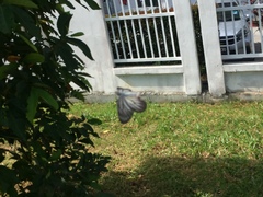 Delias hyparete metarete