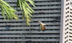 Delias hyparete metarete