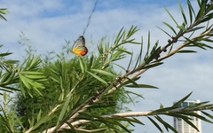 Delias hyparete metarete