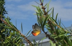 Delias hyparete metarete