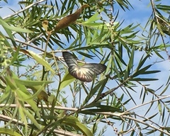 Delias hyparete metarete