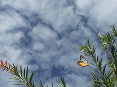 Delias hyparete metarete