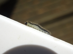 Eupareophora exarmata