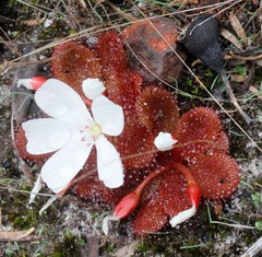 Drosera rosulata