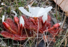 Drosera rosulata
