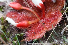 Drosera rosulata