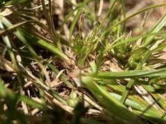 Carex tonsa rugosperma
