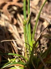 Carex tonsa rugosperma