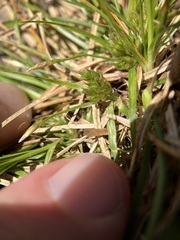Carex tonsa rugosperma