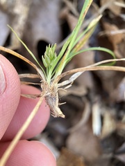 Carex tonsa rugosperma