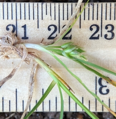 Carex tonsa rugosperma