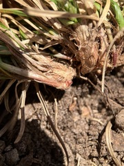 Carex tonsa rugosperma