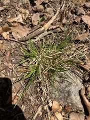 Carex tonsa rugosperma