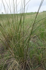 Stipa zalesskyi