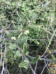 Zygoon Coprosma (Coptosperma zygoon)
