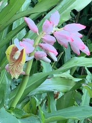 Alpinia hainanensis