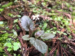 Viola maximowicziana