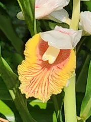 Alpinia hainanensis