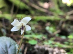 Viola maximowicziana
