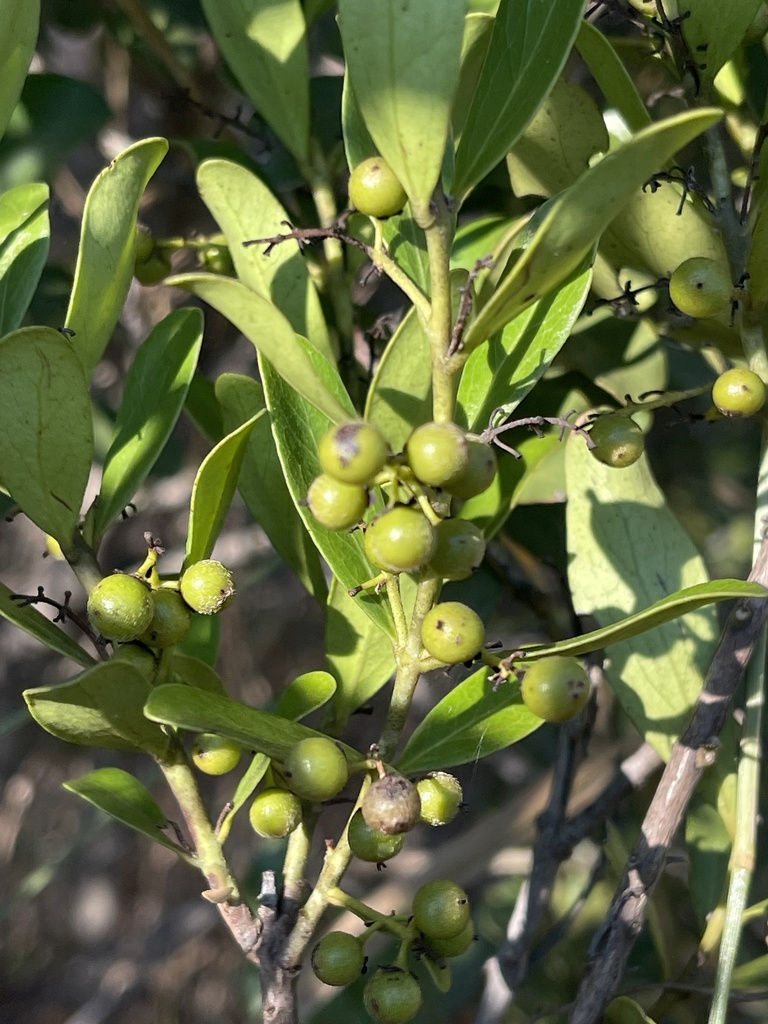 Whitebark Gwarrie