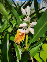 Alpinia hainanensis