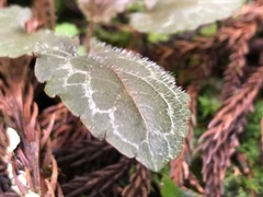 Viola maximowicziana